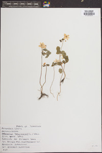 Anemone thalictroides image