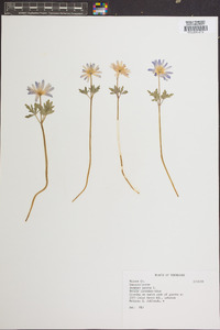 Pulsatilla patens image