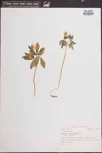 Anemone quinquefolia image