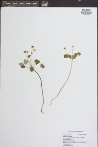 Anemonella thalictroides image