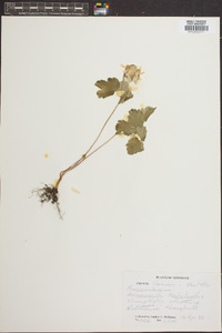 Anemonella thalictroides image