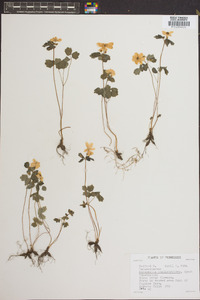 Anemonella thalictroides image