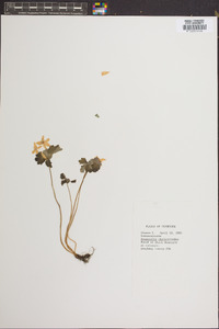 Anemonella thalictroides image