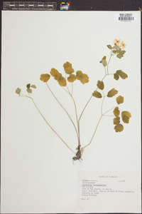 Anemonella thalictroides image