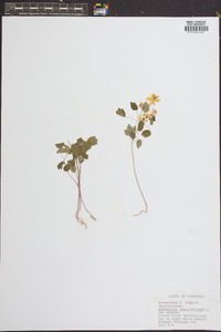 Anemonella thalictroides image