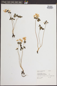 Anemonella thalictroides image