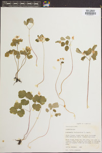 Anemonella thalictroides image