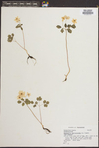 Anemonella thalictroides image