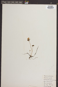 Anemonella thalictroides image