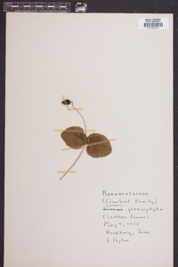 Clematis glaucophylla image