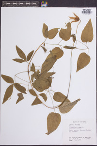 Clematis crispa image