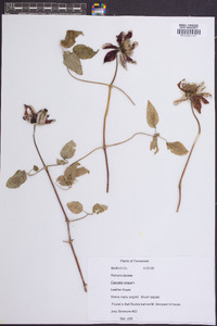 Clematis crispa image