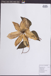 Clematis crispa image