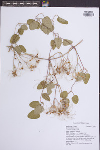 Clematis terniflora image