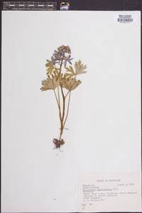 Delphinium carolinianum image