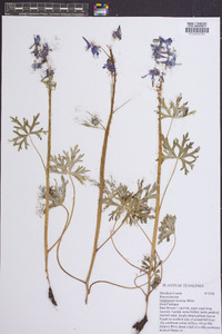 Delphinium tricorne image