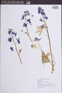 Delphinium tricorne image