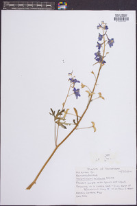 Delphinium tricorne image