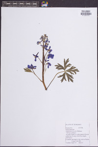 Delphinium tricorne image