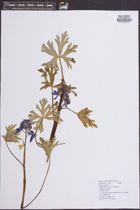 Delphinium tricorne image