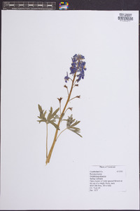 Delphinium tricorne image