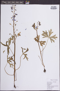 Delphinium tricorne image