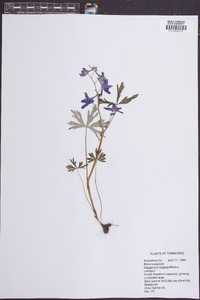 Delphinium tricorne image