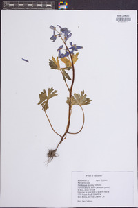 Delphinium tricorne image