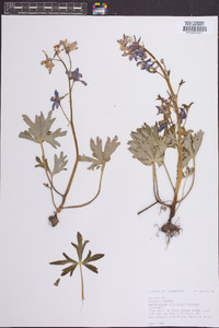 Delphinium tricorne image