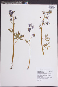 Delphinium tricorne image