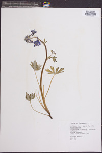 Delphinium tricorne image