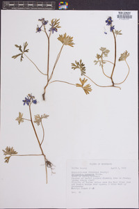 Delphinium tricorne image