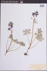 Delphinium tricorne image