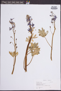 Delphinium tricorne image