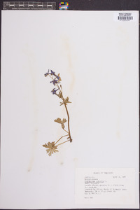 Delphinium tricorne image