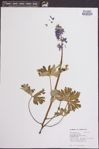 Delphinium tricorne image