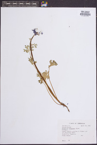 Delphinium tricorne image