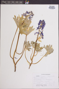 Delphinium tricorne image