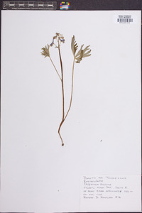 Delphinium tricorne image