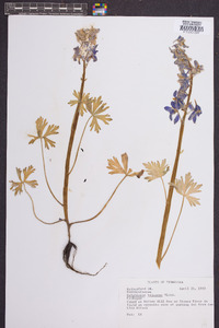 Delphinium tricorne image