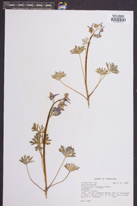 Delphinium tricorne image