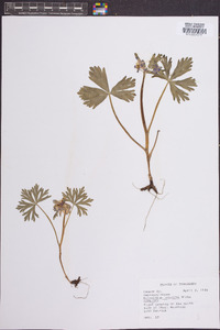 Delphinium tricorne image