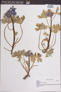 Delphinium tricorne image