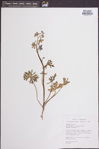 Delphinium tricorne image