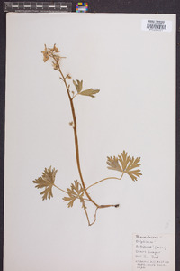 Delphinium tricorne image