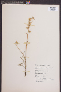 Delphinium tricorne image