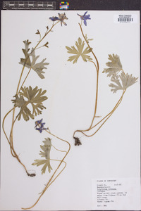 Delphinium tricorne image