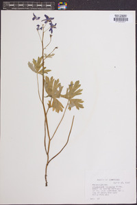 Delphinium tricorne image