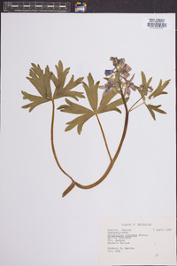 Delphinium tricorne image