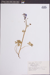 Delphinium tricorne image